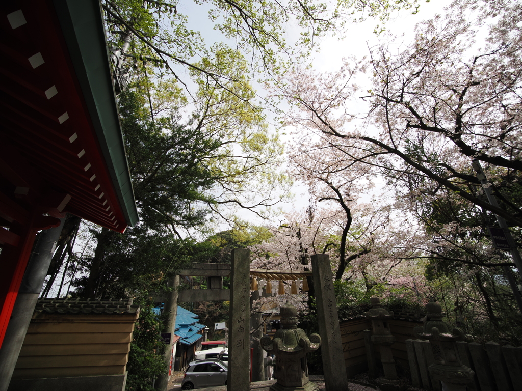 春の愛宕神社