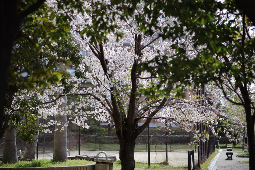 桜