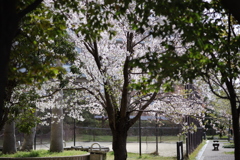 桜