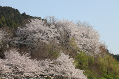 基山の桜