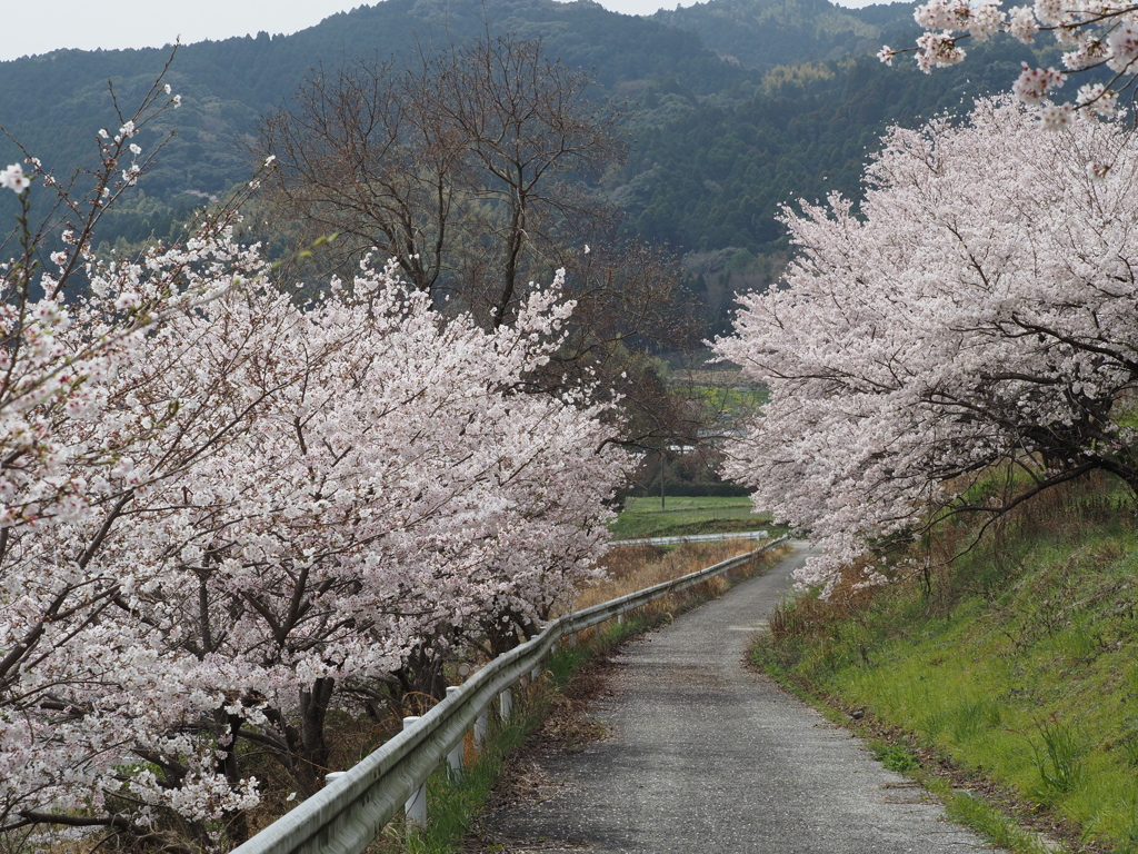 桜