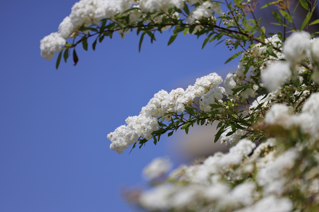 コデマリ（八重）
