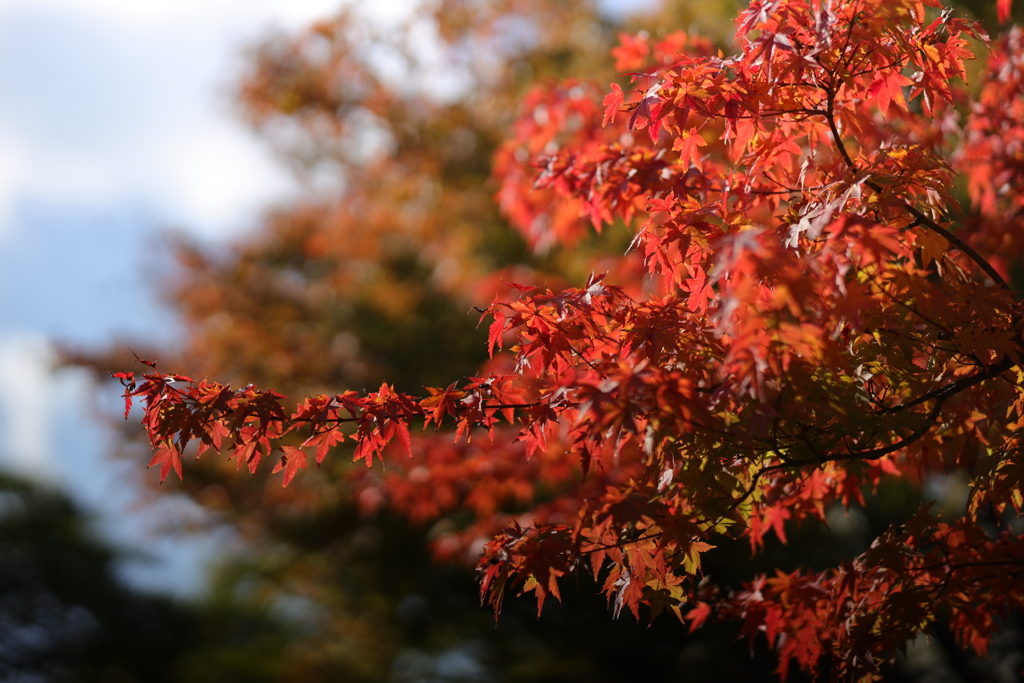 近所の紅葉
