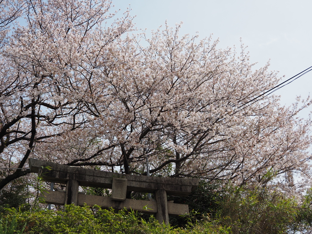 春の愛宕神社