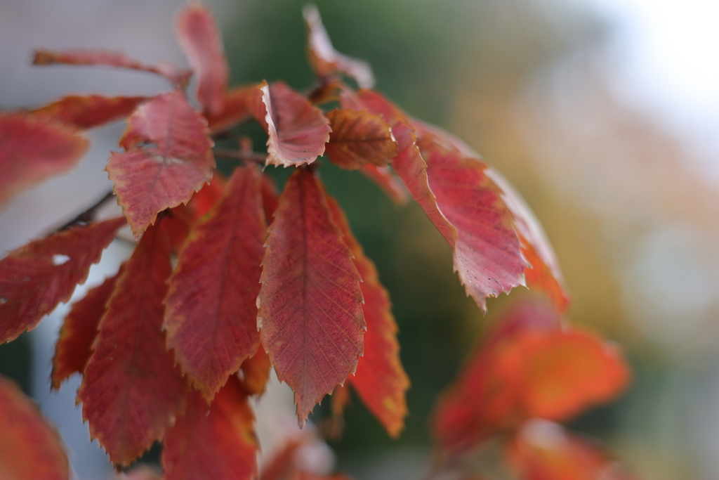 紅葉