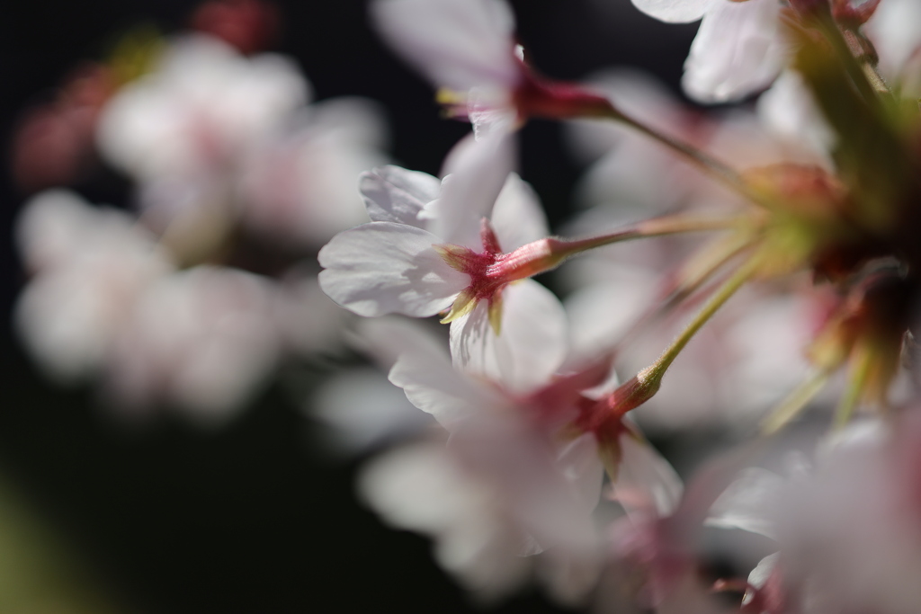 桜