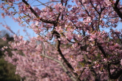 河津桜