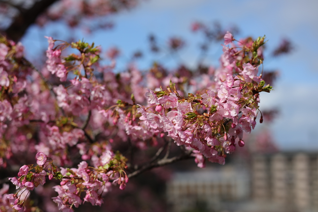福岡愛宕の河津桜