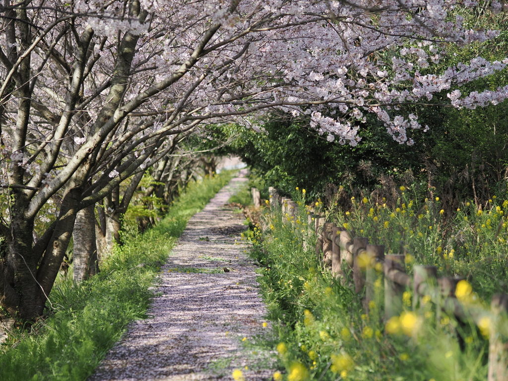 桜の小路