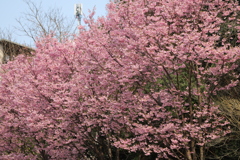 陽光桜