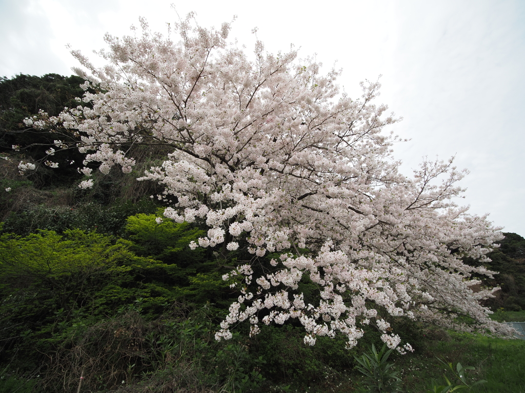 桜