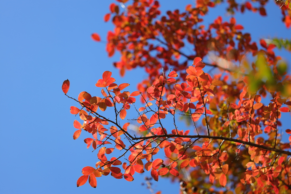 紅葉