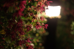 アカバナトキワマンサク