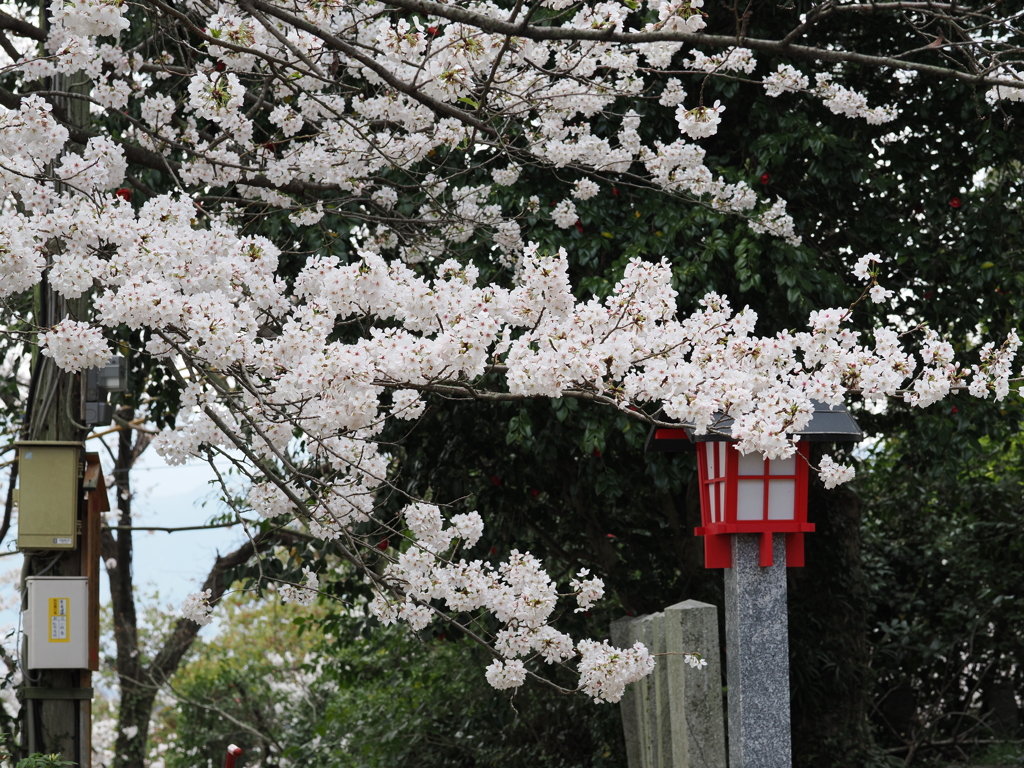 鷲尾愛宕神社の桜