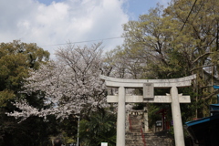 鷲尾愛宕神社の桜