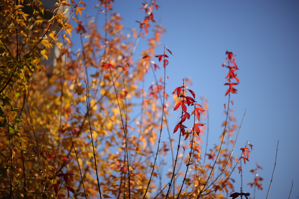 紅葉