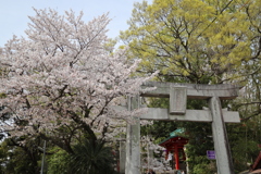 春の愛宕神社