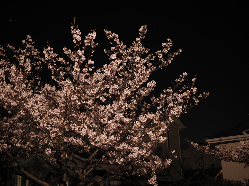 夜桜