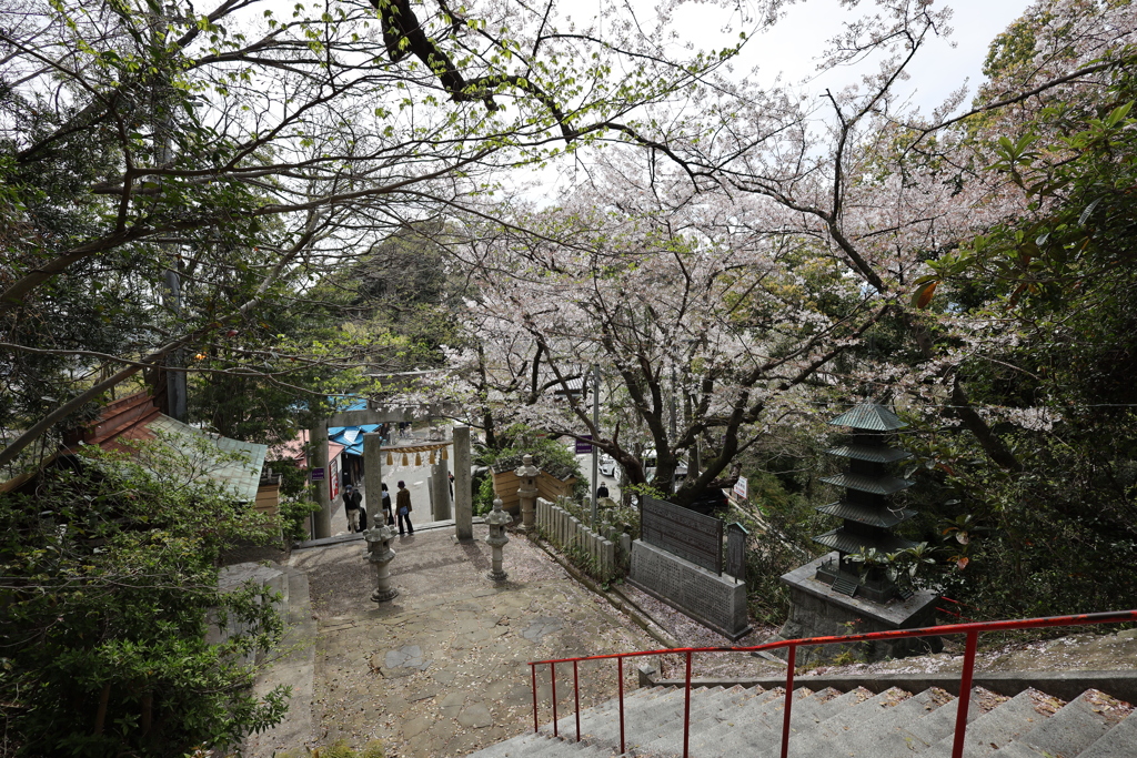 春の愛宕神社