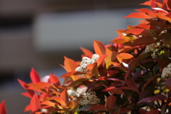 ベニカナメモチ