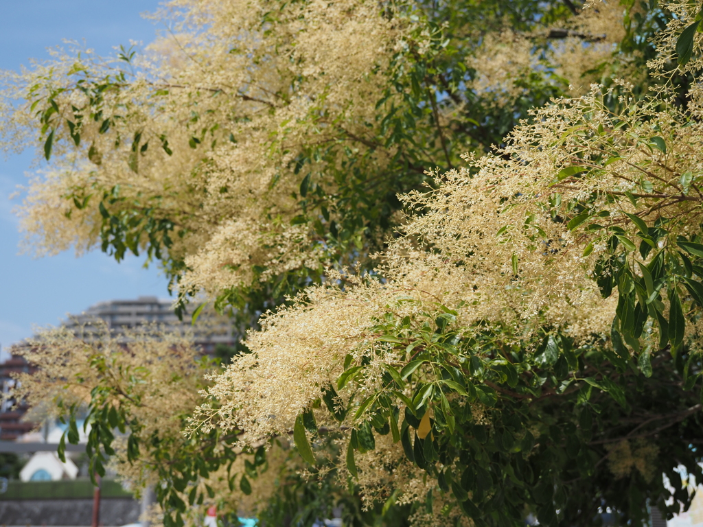 シマトネリコ