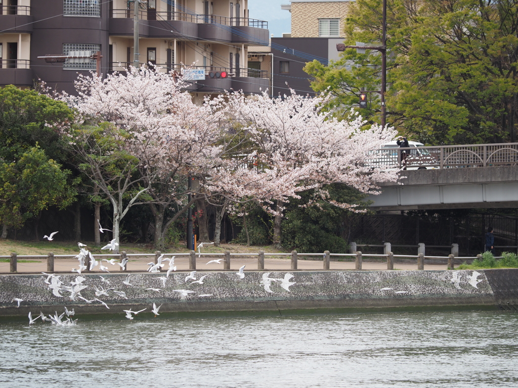 桜とカモメと