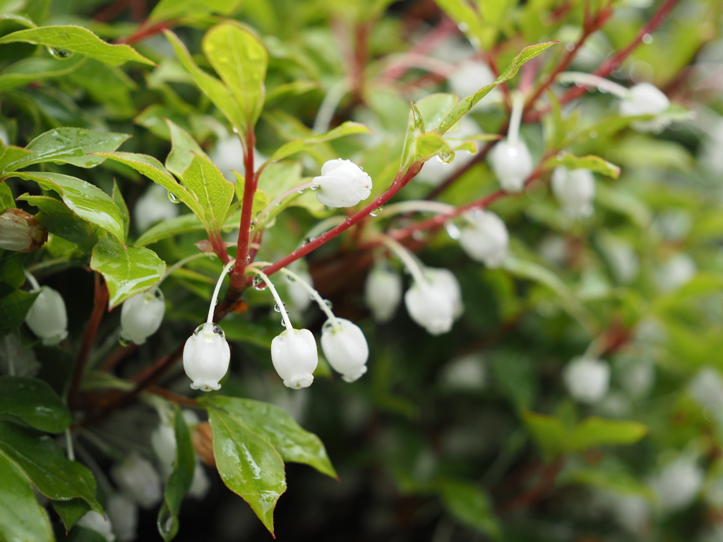 ドウダンツツジ