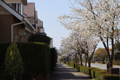 桜並木