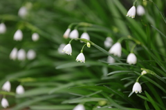 スノーホワイト