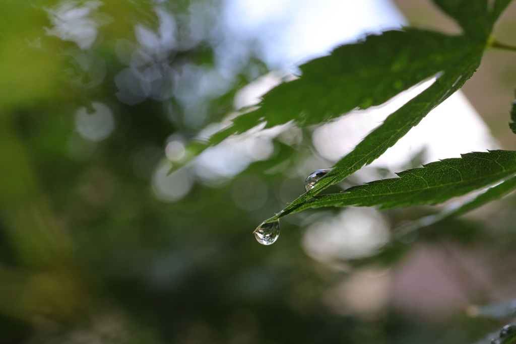 紅葉に水滴