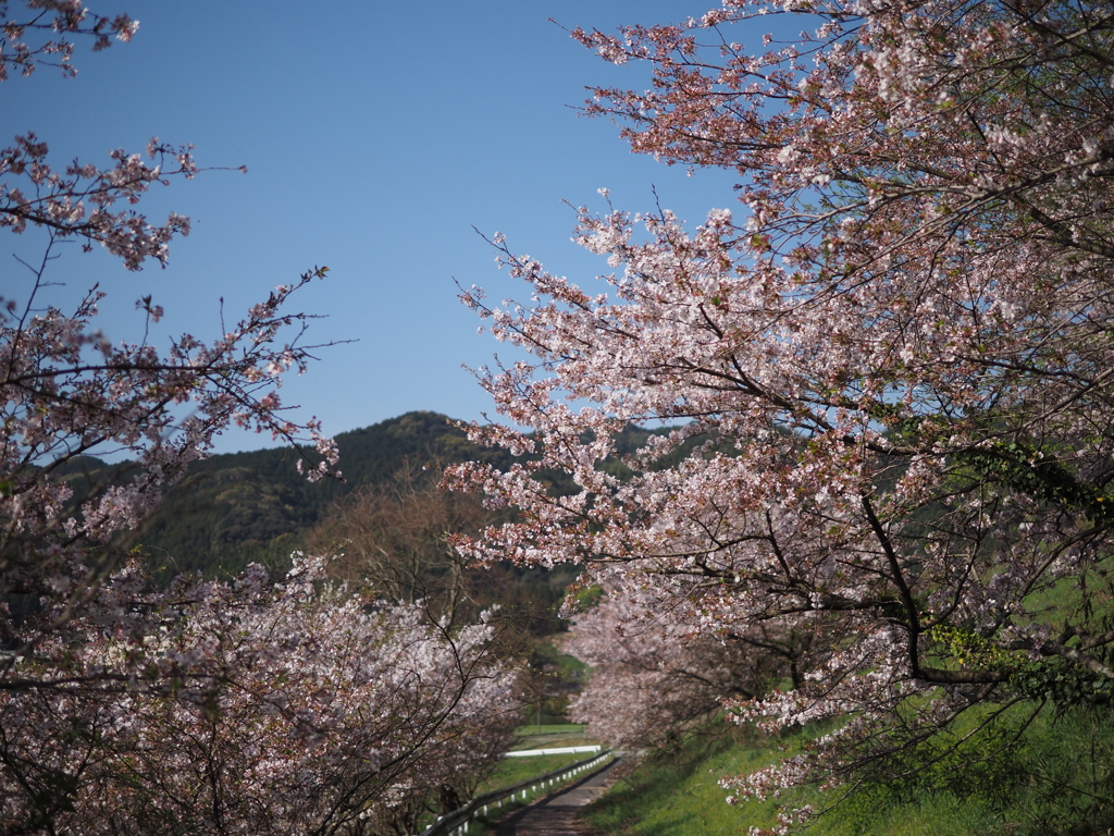 桜