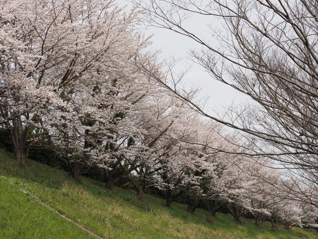 桜