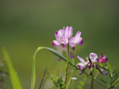 蓮華