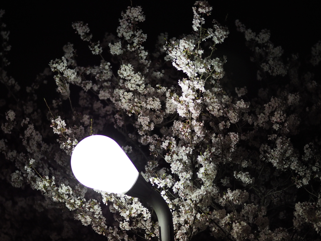 夜桜