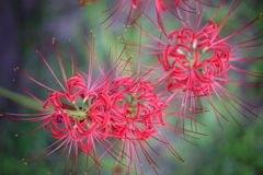 彼岸花