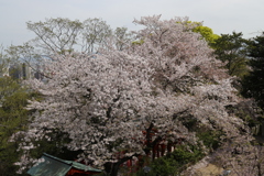 春の愛宕神社