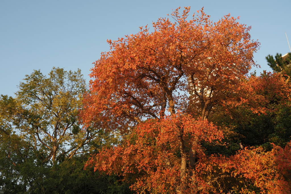 公園の紅葉