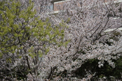 春