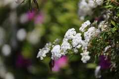 コデマリ（八重）