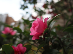 山茶花