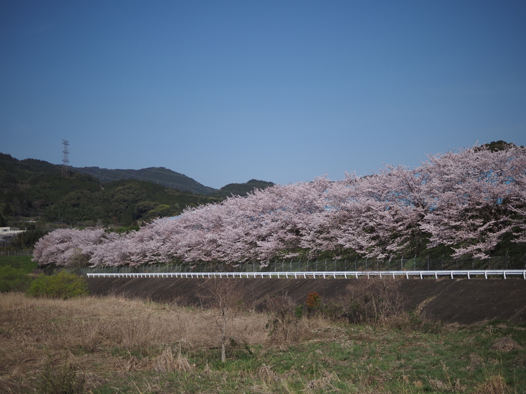 桜