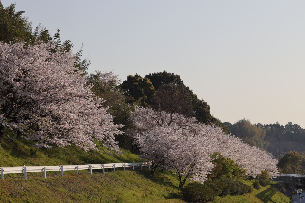基山の桜
