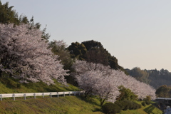 基山の桜