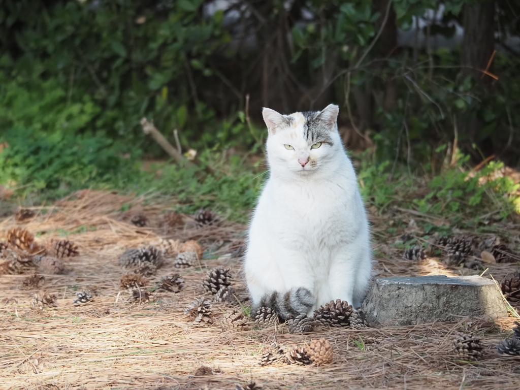 猫