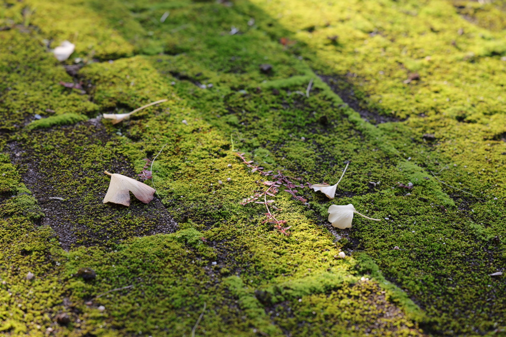 苔むす、秋