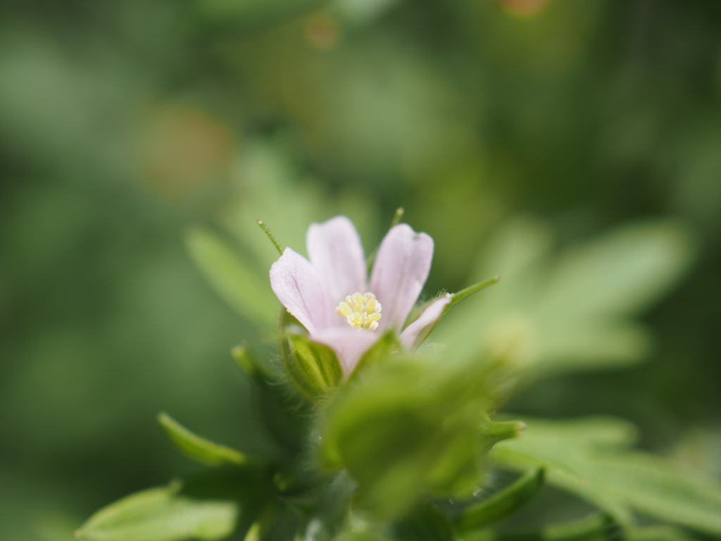 アメリカフウロ