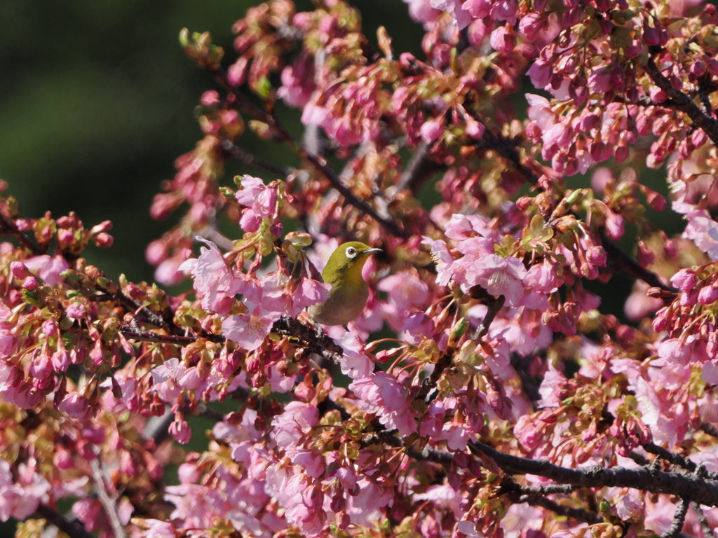 河津桜にメジロ