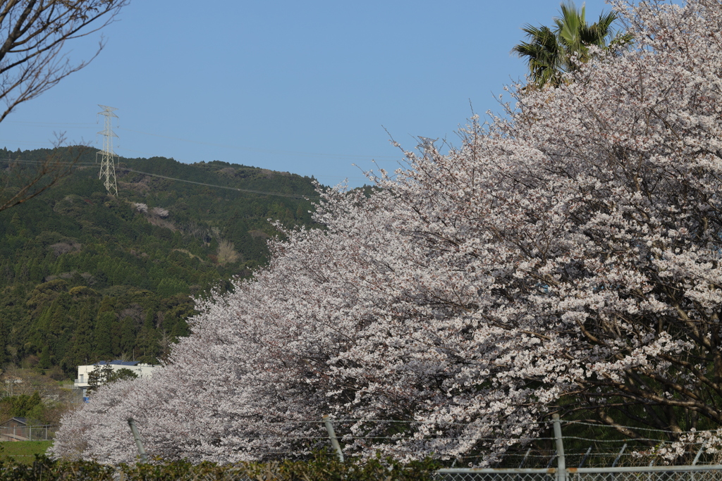 基山の桜