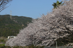 基山の桜