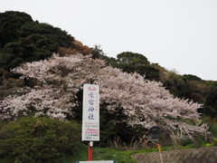 春の愛宕神社